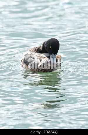 Großscaup (Aythya marila nearctica) erstes Wintermännchen, das sich in erwachsenes Gefieder hineinmausiert und Choshi, Präfektur Chiba, Japan, aufmacht Februar Stockfoto