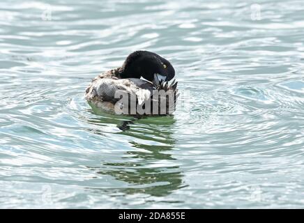 Großscaup (Aythya marila nearctica) erstes Wintermännchen, das sich in erwachsenes Gefieder hineinmausiert und Choshi, Präfektur Chiba, Japan, aufmacht Februar Stockfoto
