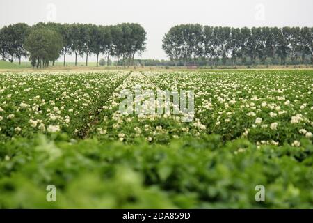 Ein schönes Feld mit blühenden grünen Kartoffelpflanzen mit weißen Blumen und einer Reihe von Bäumen im Hintergrund in zeeland, Niederlande im Sommer Stockfoto