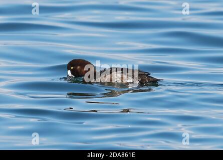 Großscaup (Aythya marila nearctica) Erwachsene weibliche Schwimmen im Hafen, trinken Choshi, Chiba Präfektur, Japan Februar Stockfoto