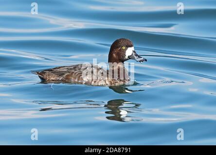 Großscaup (Aythya marila nearctica) Erwachsene weibliche Schwimmen im Hafen, trinken Choshi, Chiba Präfektur, Japan Februar Stockfoto
