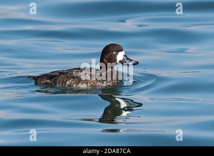 Großscaup (Aythya marila nearctica) Erwachsene weibliche Schwimmen im Hafen, trinken Choshi, Chiba Präfektur, Japan Februar Stockfoto