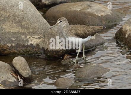 Grüner Sandpiper (Tringa ochropus) Erwachsener in steinigen Fluss Sendai Fluss, Kyushu, Japan März Stockfoto