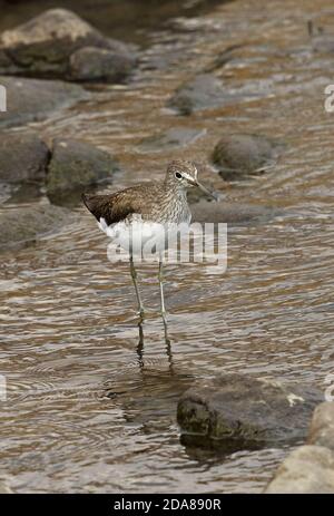 Grüner Sandpiper (Tringa ochropus) Erwachsener in steinigen Fluss Sendai Fluss, Kyushu, Japan März Stockfoto