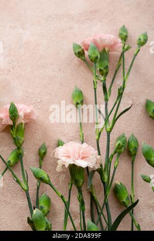 Blumen Zusammensetzung aus Korallen Nelke Draufsicht Blumen Stockfoto