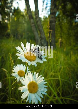 Ein Schmetterling mit schwarzen Flügeln sitzt auf einem wilden Weiß Kamillenblüte, die unter grünem Gras in einer Lichtung bei wächst Der Rand eines Birkenhains Stockfoto