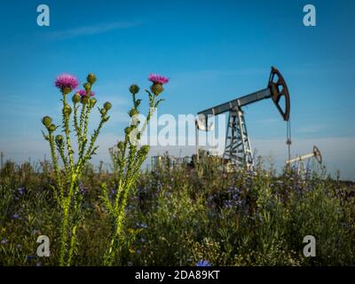 Stiel der blühenden Distel in einem Feld mit Ölpumpe Unter blauem Sommerhimmel Stockfoto