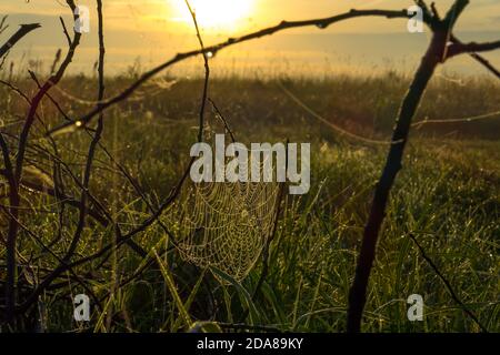 Spinnennetz auf trockenen Buschzweigen im Licht der Aufgehende Sonne in einem Morgenfeld mit Gras bedeckt mit Tau tropft Stockfoto