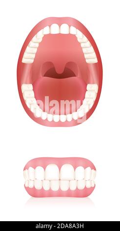 Zähne. Öffnen Erwachsenen Mund Modell und Prothesen oder falsche Zähne. Abstrakte Illustration auf weißem Hintergrund. Stockfoto