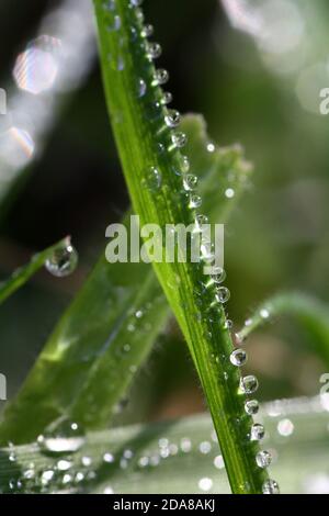 Morgen Wassertröpfchen (Tau) auf Grashalmen Stockfoto