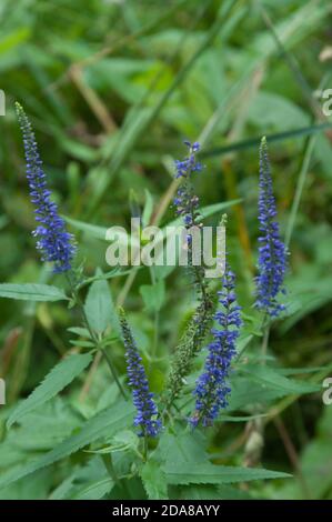 Veronica longifolia Blumen im Garten, Nahaufnahme Stockfoto