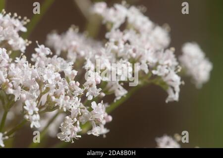 Baldrian Blume (Valeriana officinalis) Nahaufnahme, lokaler Fokus Stockfoto