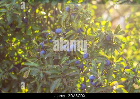 Prunus spinosa, genannt Schlehdorn oder Schlehe. Blaue Beeren des Schlehdorns reifen auf Büschen selektiver Fokus. Frische Schlehdornbeeren mit Zweig, Zweig und Stockfoto