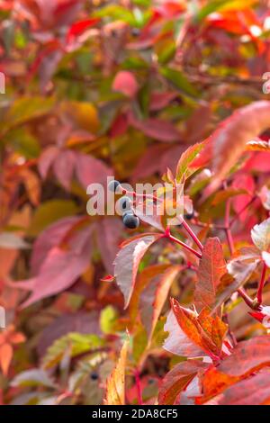 Bunte Herbstblätter verschwommen Hintergrund.Outdoor. Natürliches Hintergrundbild von herbstlichen Herbstblättern perfekt für den saisonalen Gebrauch. Leerzeichen für Text. Frisch Stockfoto