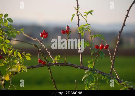 Nahaufnahme einer Brombeere mit roten Rosenbeeren. Die toskanische Landschaft im Hintergrund Stockfoto