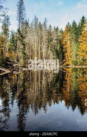 Boubin See. Spiegelung der Herbstbäume des Boubin Urwaldes, Sumava-Gebirge, Tschechische Republik.Wasserreservoir auf der Höhe von 925 m entfernt Stockfoto