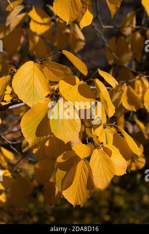 Nahaufnahme von Hamamelis intermedia 'Westerstede' Blättern im Herbst. Stockfoto