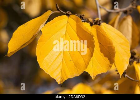 Close up of hamamelis intermedia "Westerstede" leaves in autumn. Stockfoto