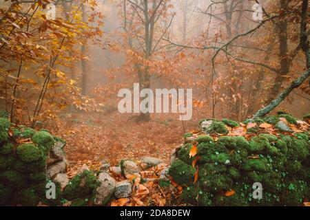 Landschaft mit Nebel in einem Kastanienwald in der Nähe von montanchez. Der Extremadura. Spanien. Stockfoto