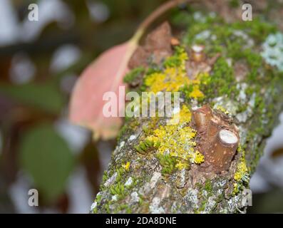 Nahaufnahme von Moos und Flechten über einem Baumstamm Stockfoto