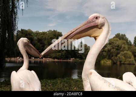 Pelicans-Pelecanus, Saint James Park, London, Großbritannien. Stockfoto