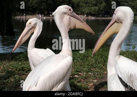 Pelicans-Pelecanus, Saint James Park, London, Großbritannien. Stockfoto