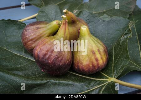 Feigen-Ficus carica Stockfoto