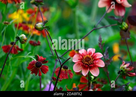 dahlia völlig Mandarine, Dahlien, Orange, Blume, Blumen, Blüte, mehrjährige, Stauden, Helen und Dahlien, blasse orange rosa Glühen, Anemone blühte dahl Stockfoto
