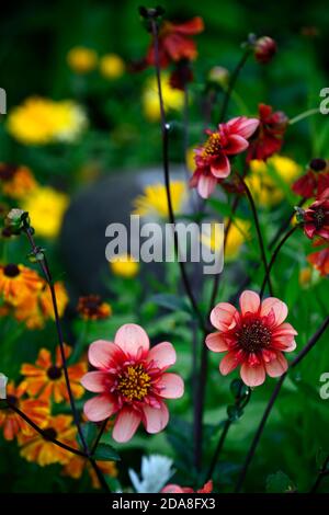 dahlia völlig Mandarine, Dahlien, Orange, Blume, Blumen, Blüte, mehrjährige, Stauden, Helen und Dahlien, blasse orange rosa Glühen, Anemone blühte dahl Stockfoto