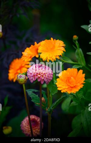 Dahlia Burlesca, Dahlien, Ball Dahlia, Orange, Koralle, Koralle rosa, Blume, Calendula, Calendulas, orange Blumen, Blüte, mehrjährige, Stauden, Garten, RM Floral Stockfoto