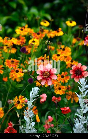 dahlia völlig Mandarine, Dahlien, Orange, Blume, Blumen, Blüte, mehrjährige, Stauden, Helen und Dahlien, blasse orange rosa Glühen, Anemone blühte dahl Stockfoto