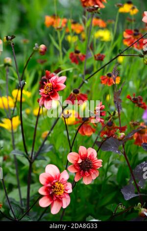 dahlia völlig Mandarine, Dahlien, Orange, Blume, Blumen, Blüte, mehrjährige, Stauden, Helen und Dahlien, blasse orange rosa Glühen, Anemone blühte dahl Stockfoto