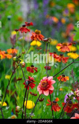 dahlia völlig Mandarine, Dahlien, Orange, Blume, Blumen, Blüte, mehrjährige, Stauden, Helen und Dahlien, blasse orange rosa Glühen, Anemone blühte dahl Stockfoto