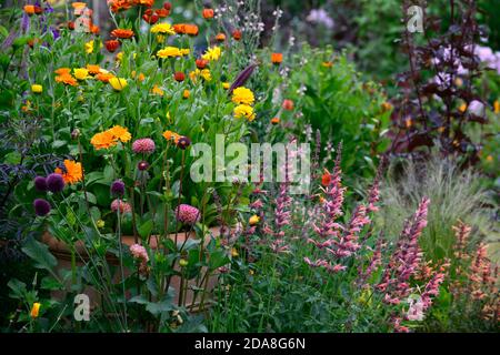 Dahlia Burlesca, Agastache Kudos Mandarin, Dahlien, Calendula, Calendulas, Orange, Koralle, Koralle rosa, Blume, Blumen, Blüte, mehrjährige, Stauden, Garten, RM Stockfoto