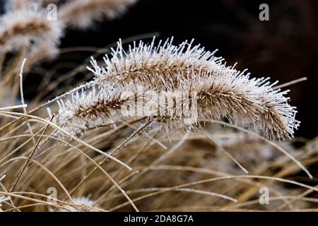 Nahaufnahme von gefrorenem Brunnengras mit Samen im Fokus im Winter auf dunkelblauem Hintergrund werden in diesem Winter harte Pflanzen nach einer kurzen Regenschauer vereist Stockfoto