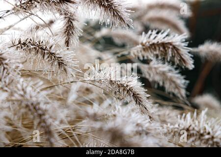 Gefrorenes Brunnengras mit Samen im Fokus im Winter, einzelne gefrorene und vereisten Gras Strohhalme auf einem dunklen Hintergrund. Stockfoto
