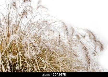 Gefrorenes Brunnengras mit Samen im Fokus im Winter, einzelne gefrorene und vereisten Gras Strohhalme auf einem weißen und hellen Hintergrund. Stockfoto