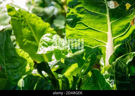 Grüne frische Rhabarber in hellen hinterleuchteten Sonnenlicht in einem Garten, Nahaufnahme Hintergrundstruktur für neue Rezeptideen mit Rhabarber Stockfoto