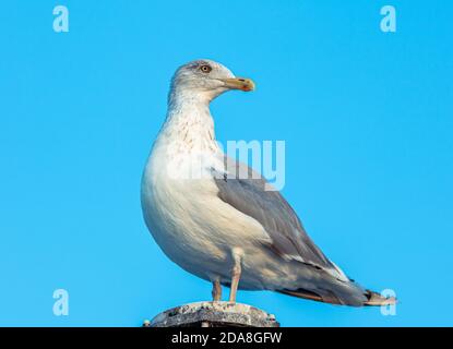 Nahaufnahme einer schreienden Möwe in freier Wildbahn, die nach rechts oder über die Schulter schaut, auf einem sauberen blauen Hintergrund, der auf einer Stange aus Holz sitzt. Stockfoto