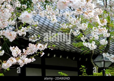 Frühlingslandschaft in Japan mit Kirschblüten in voller Blüte Stockfoto