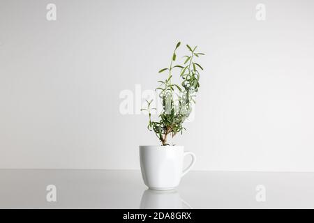 Kleine und junge Lavendelpflanze wächst in einer weißen Tasse, die auf einem weißen Schreibtisch auf weißem, isoliertem Hintergrund steht, Seitenansicht einer Tasse Stockfoto