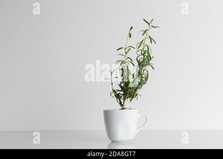 Kleine und junge Lavendelpflanze wächst in einer weißen Tasse, die auf einem weißen Schreibtisch auf weißem, isoliertem Hintergrund steht, Seitenansicht einer Tasse Stockfoto