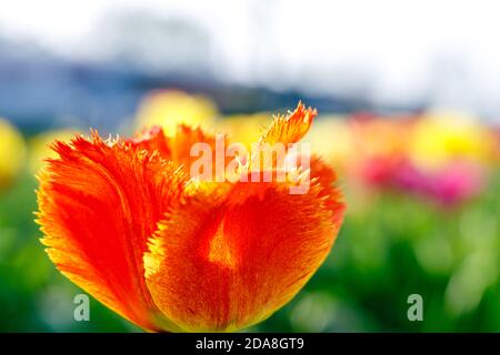 Nahaufnahme einer einzelnen gelben, roten und orangen Tulpenblüte, diese Blüte ist eine besondere Zucht mit gefiederten Blütenblättern Stockfoto