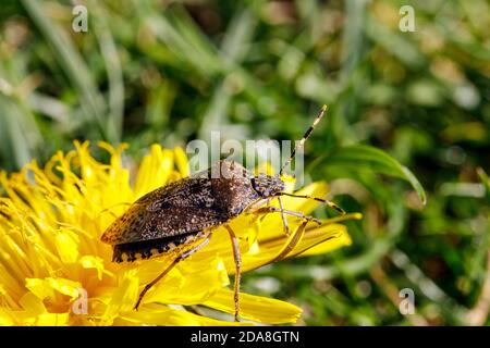 Nahaufnahme eines braunen marmorierten stinkenden Käfers, der auf einer gelben Löwenzahn-Blume auf einer grünen Wiese sitzt, helles Tageslicht Stockfoto