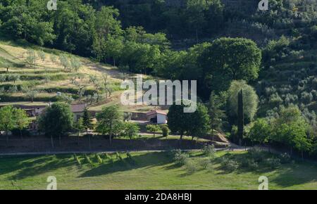 Typischer Blick auf die toskanische Landschaft in der Nähe der Stadt Arezzo, mit einem Bauernhaus, die umliegenden Felder und Olivenhaine Stockfoto