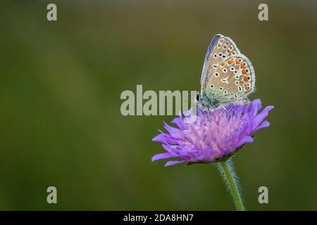 Gewöhnlicher blauer Schmetterling mit orangen, braunen, weißen und blauen Farben und schwarzen Flecken auf violettem Feld sitzend scheußliche Blume, die auf einer Wiese wächst. Stockfoto