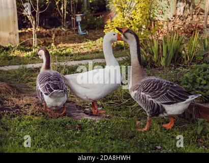 Drei Gänse im Garten, eine weiße, zwei graue Stockfoto