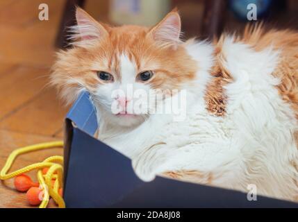 Hübsche Erwachsene rote Katze in blauer Box Stockfoto
