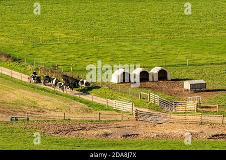 Rinder werden mit dem Quad-Bike gezüchtet. Stockfoto