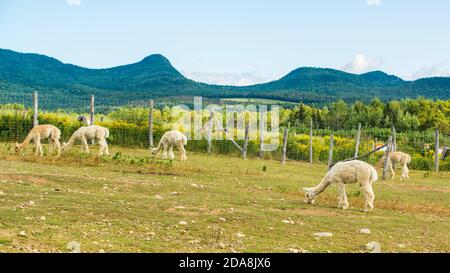 La :Malbaie, Kanada - August 18 2020: Alle Arten von Alpgas und Baby-Alpagas in der Alpaga Farm in der Nähe von La Malbaie Stockfoto